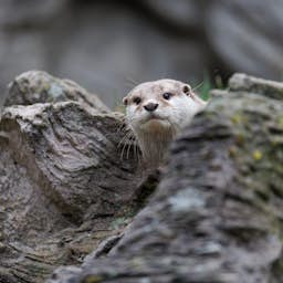 Poster image for the exhibition titled Autumn and Winter at the Zoo