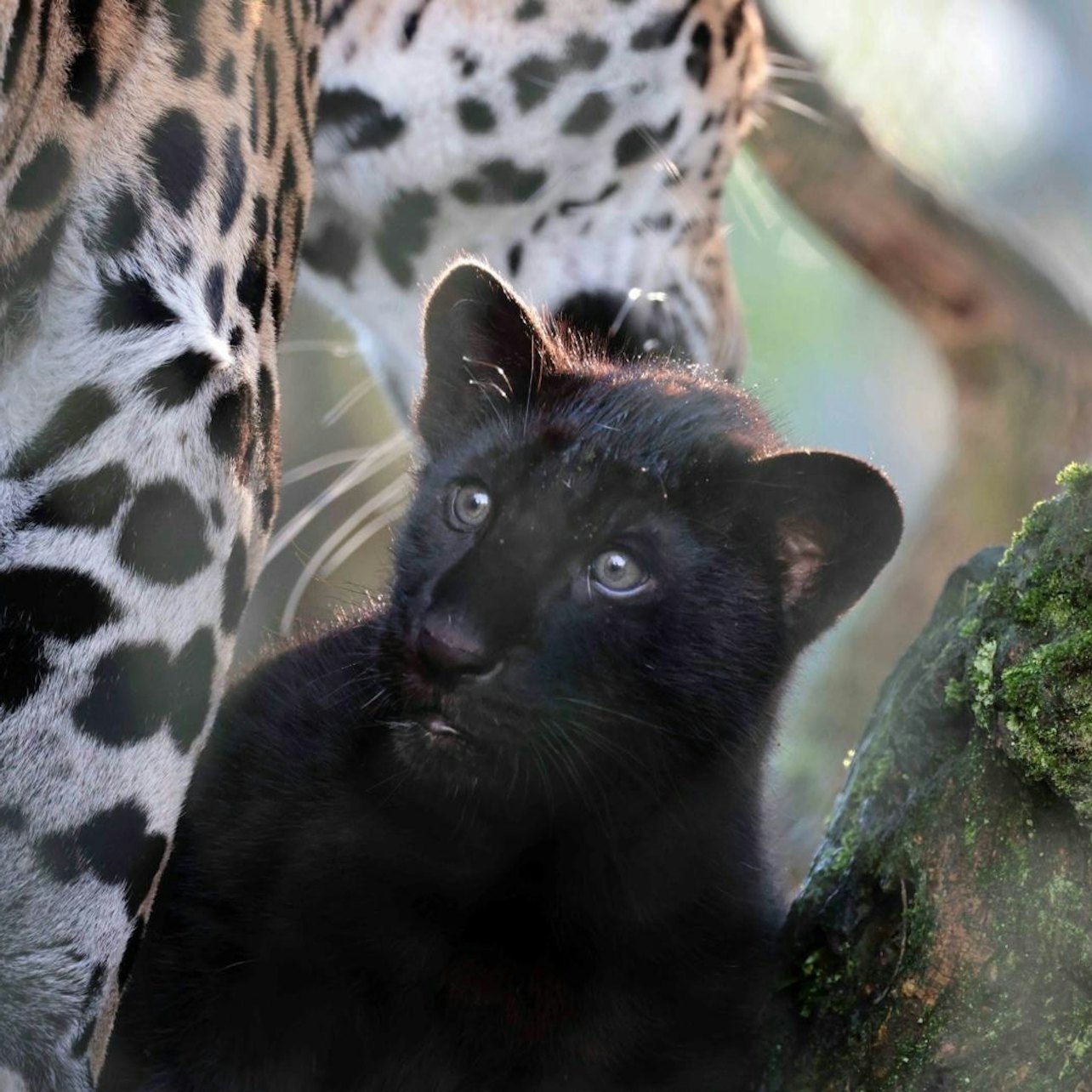 Picture of ARTIS Amsterdam Royal Zoo in 
