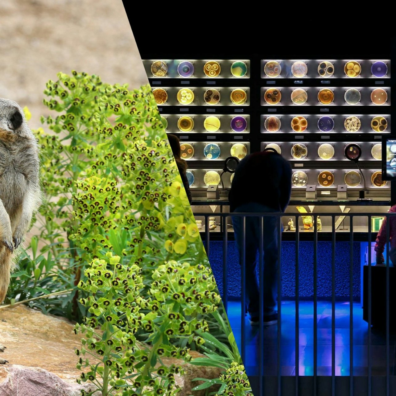 Picture of ARTIS Amsterdam Royal Zoo in 