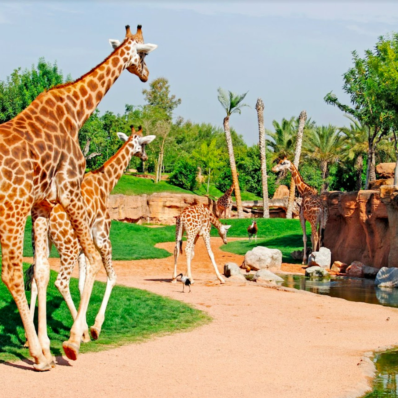 Picture of Bioparc Valencia in 