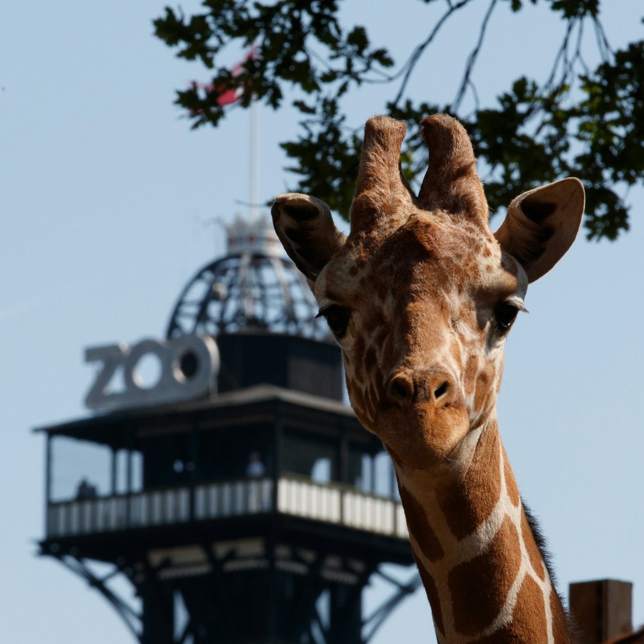 Picture of Copenhagen ZOO in 