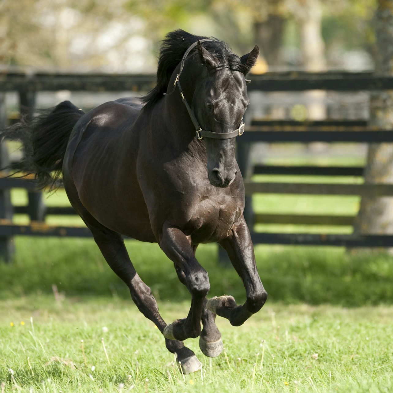 Picture of Irish National Stud & Gardens in 
