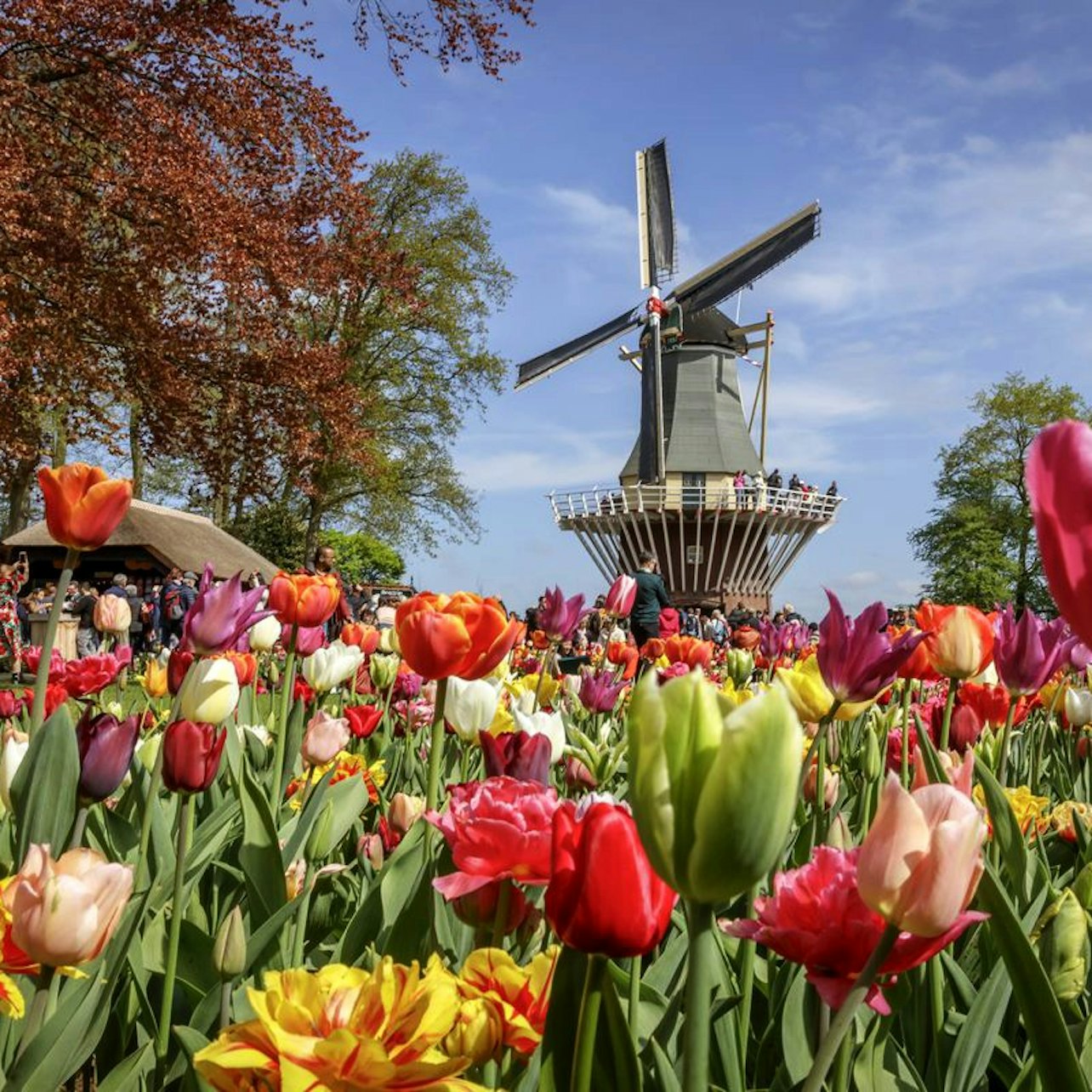Picture of Keukenhof Day Trips from Amsterdam in 