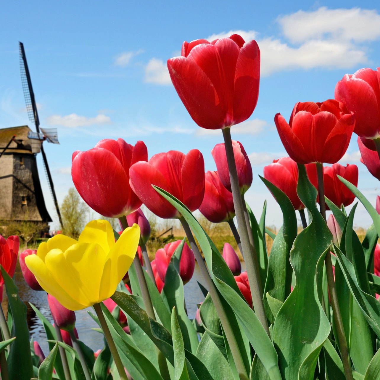 Picture of Keukenhof in 