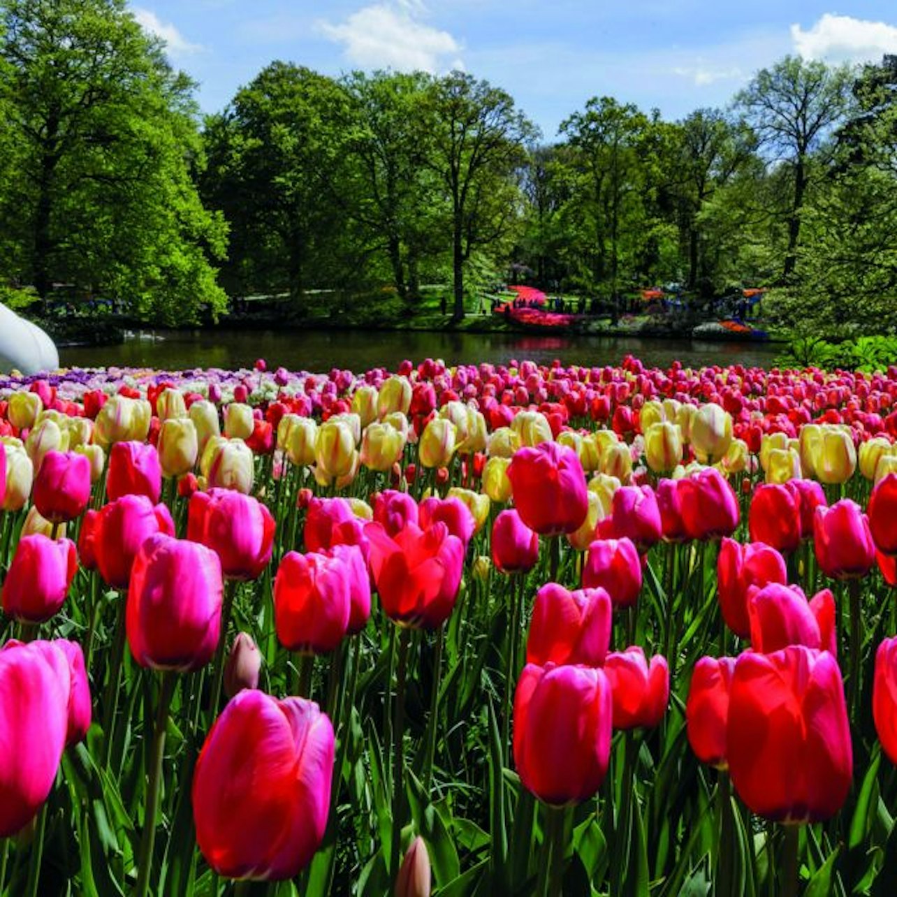 Picture of Keukenhof Day Trips from Amsterdam in 