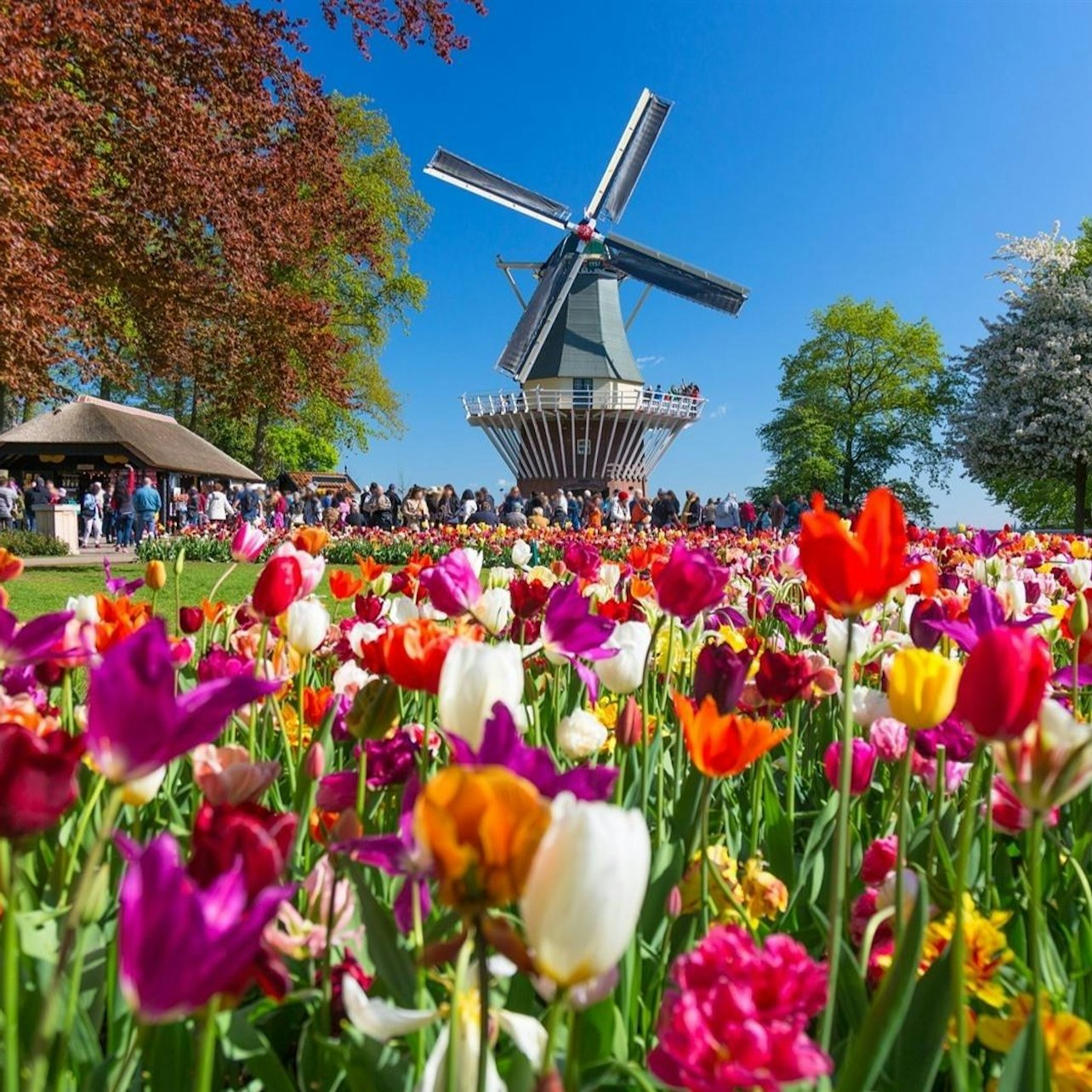 Picture of  in Amsterdam
