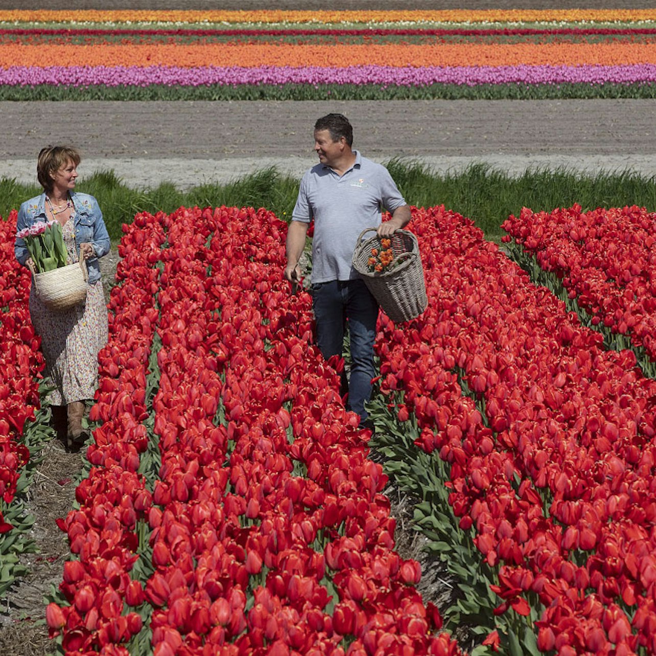 Picture of Keukenhof Day Trips from Amsterdam in 
