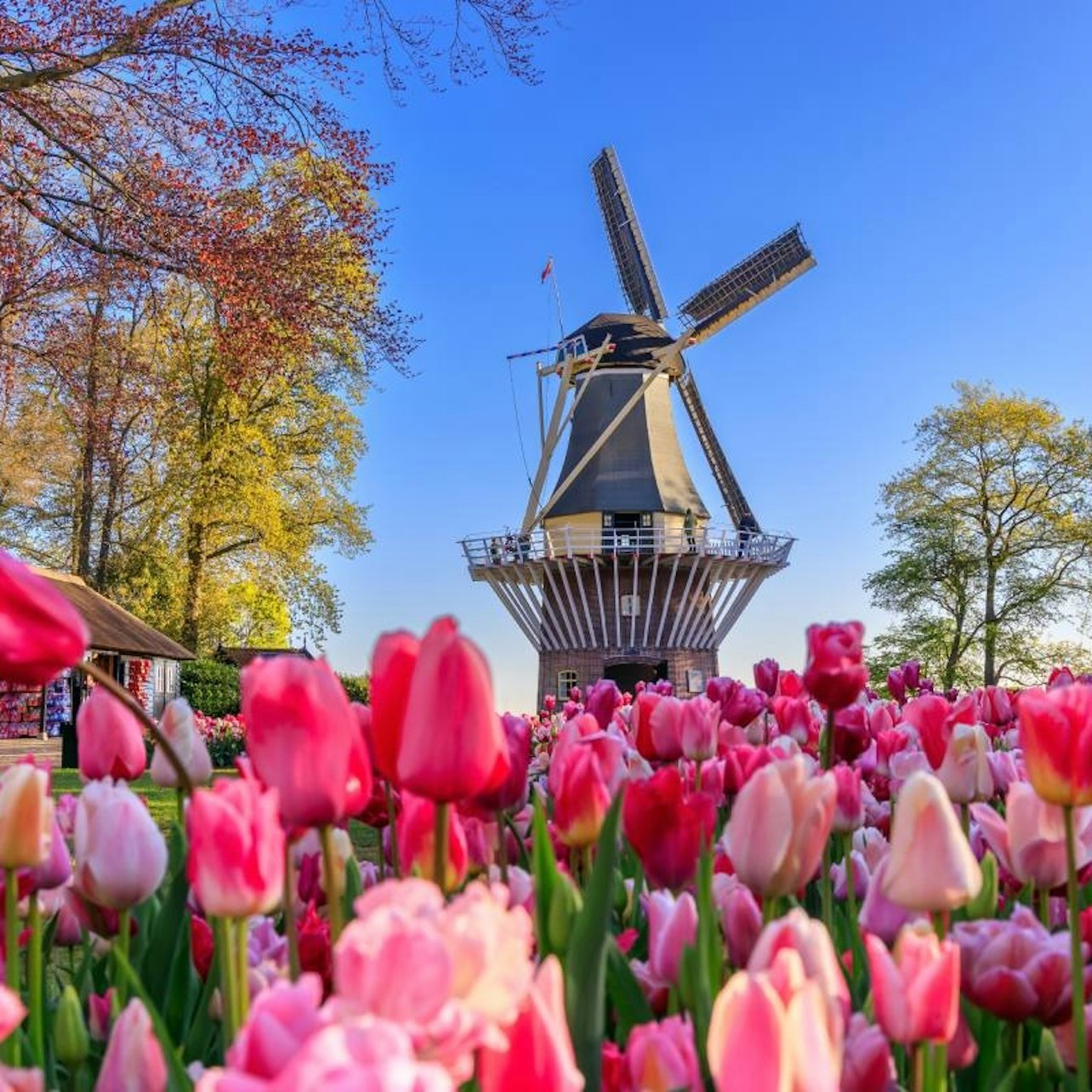 Picture of Keukenhof Day Trips from Amsterdam in 