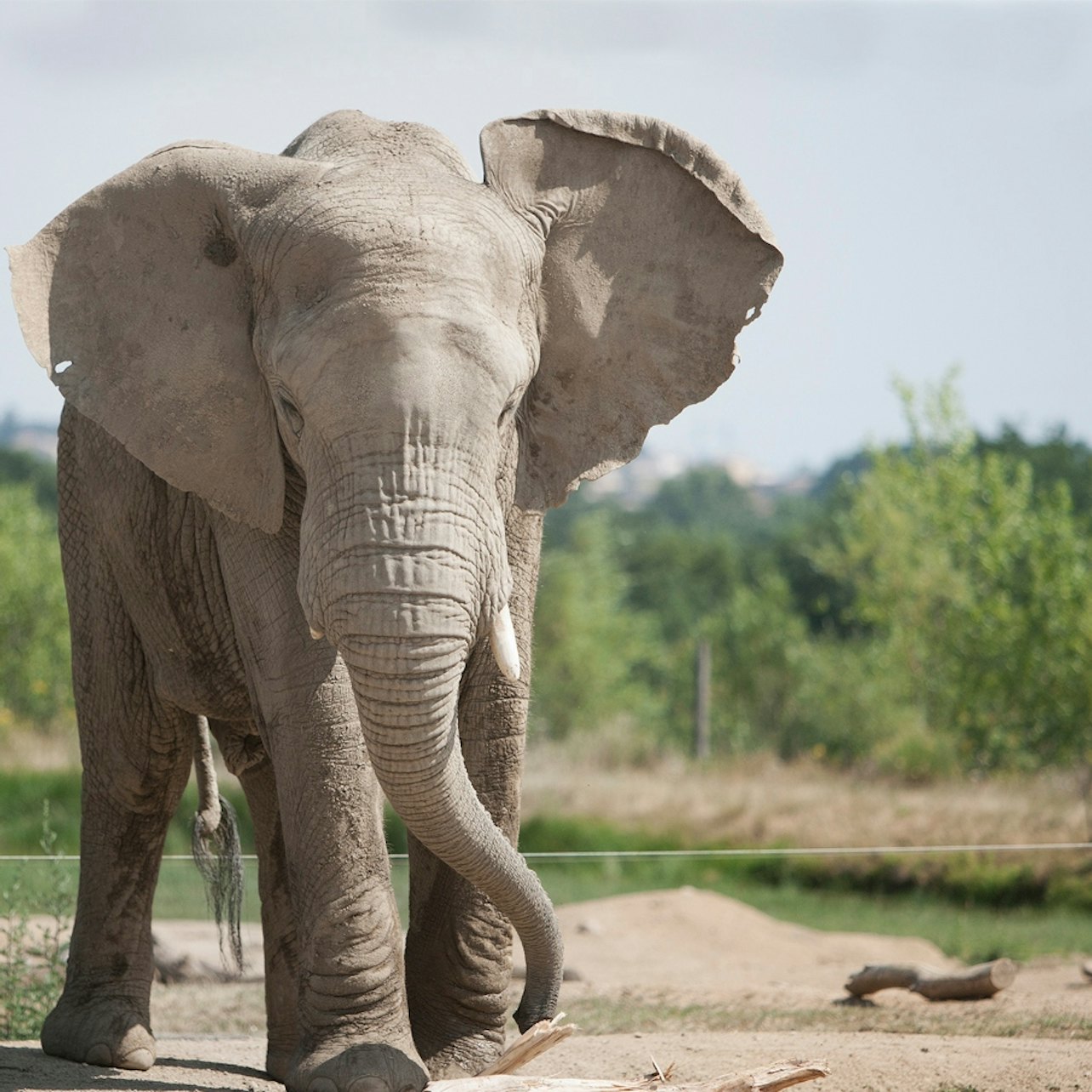 Picture of Safari de Peaugres in 