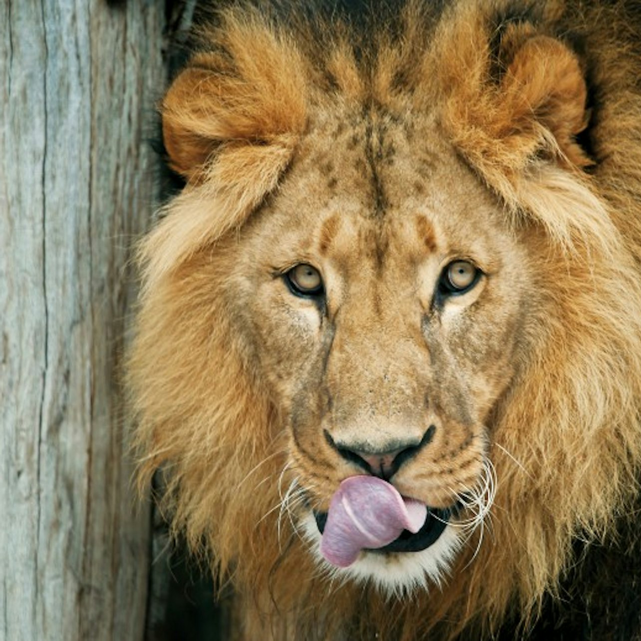 Picture of Schönbrunn Zoo in 