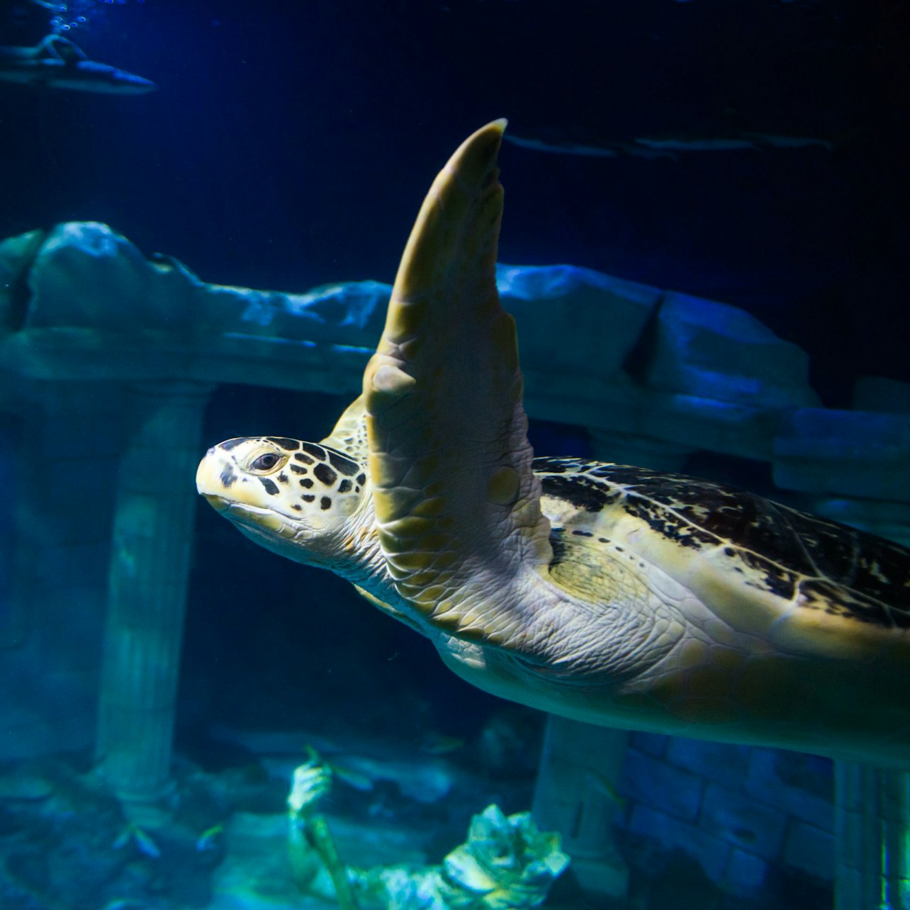 Picture of SEA LIFE Porto in 