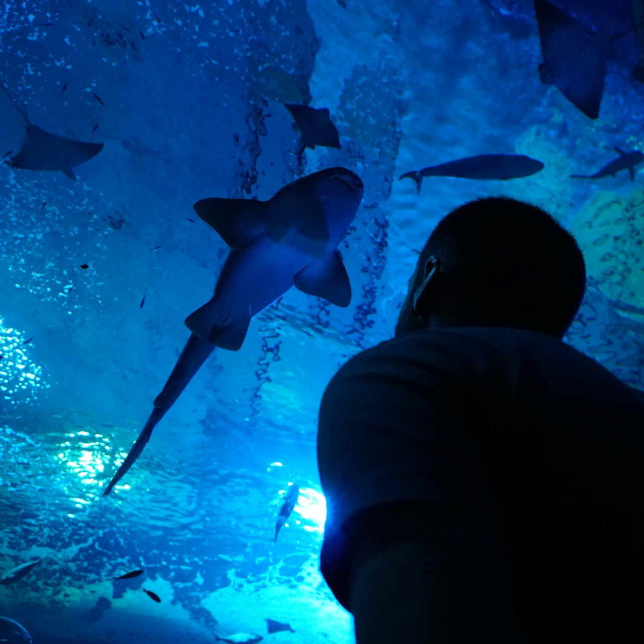 Picture of Seville Aquarium in 